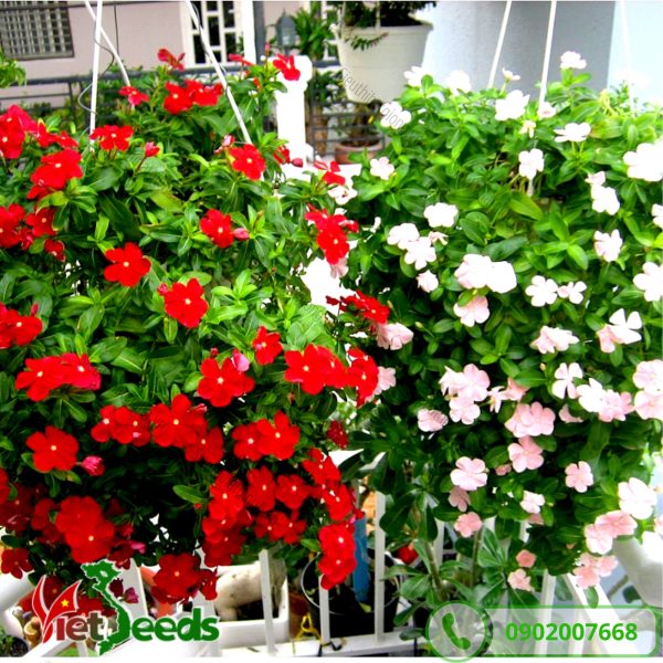 hoa dừa cạn rủ treo giỏ