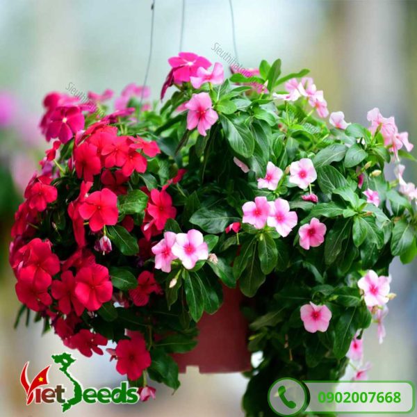 hoa dừa cạn trồng giỏ treo