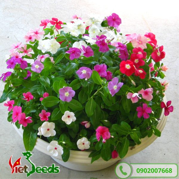 hoa dừa cạn trồng trong chậu