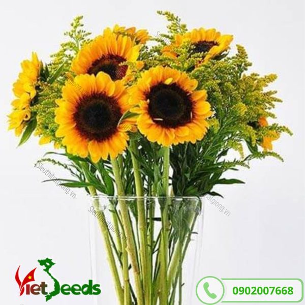 hoa hướng dương cắm lọ