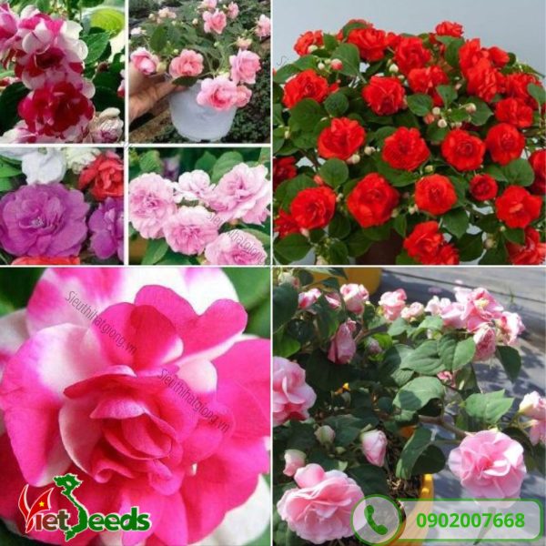 hoa mai địa thảo có nhiều màu