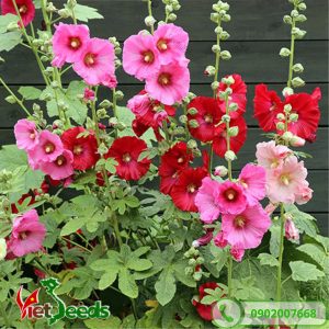 Hoa mãn đình hồng nhiều màu