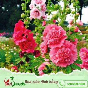 hoa mãn đình hồng kép