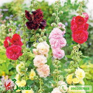 hoa mãn đình hồng mix màu