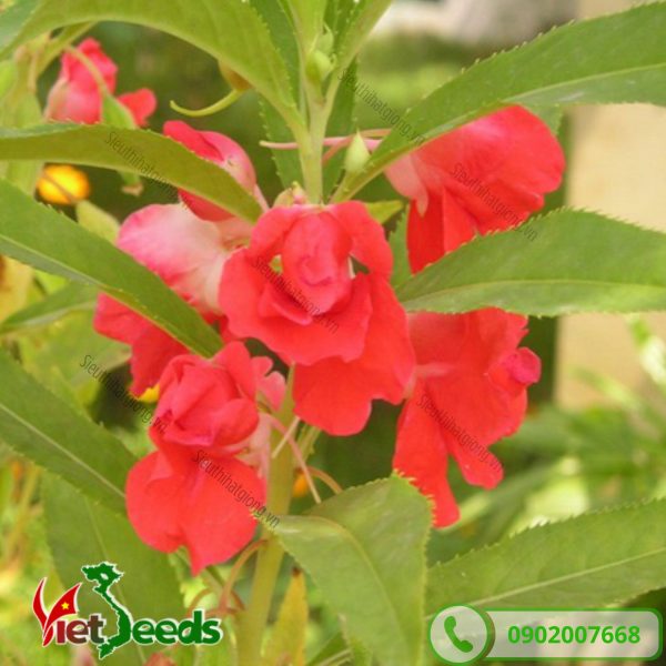 hoa móng tay đỏ trồng chậu