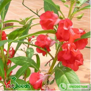 hoa móng tay đỏ dễ trồng