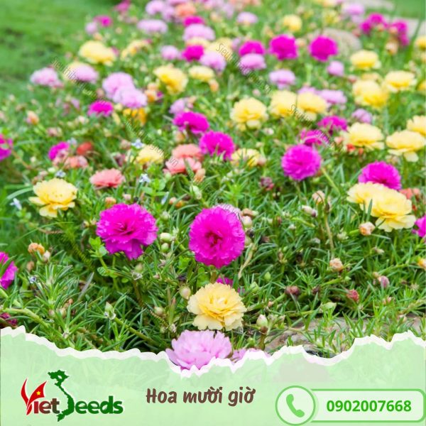 hạt giống hoa mười giờ