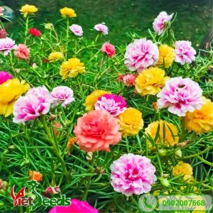 hoa mười giờ có nhiều màu sắc