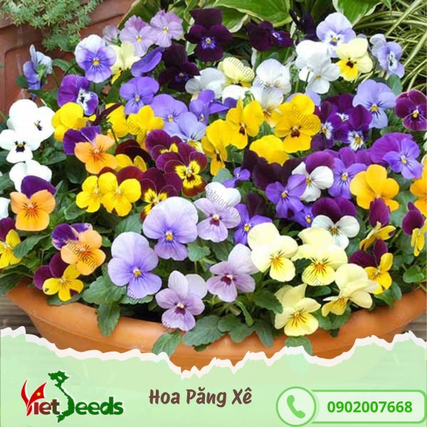 hạt giống hoa păng xê