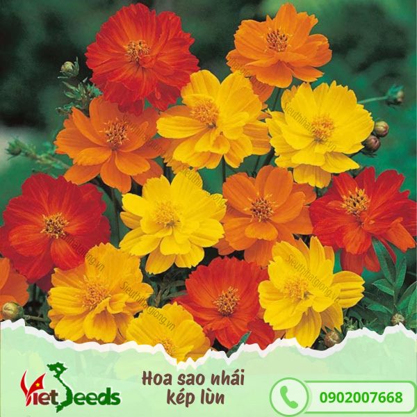 hạt giống hoa sao nhái kép lùn