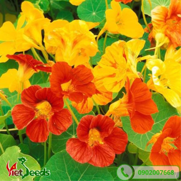 hoa sen cạn có cánh nhỏ