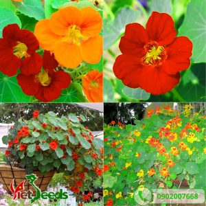 hoa sen cạn nhiều màu