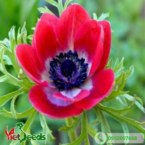 hoa thu mẫu đơn đỏ
