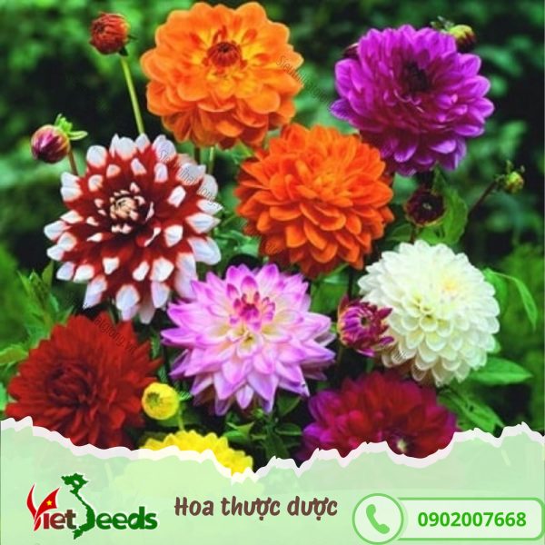 hạt giống hoa thược dược