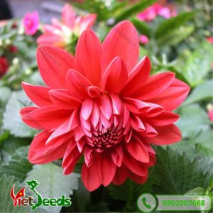 hoa thược dược màu đỏ