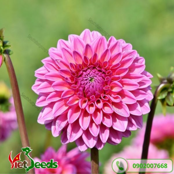 hoa thược dược màu hồng