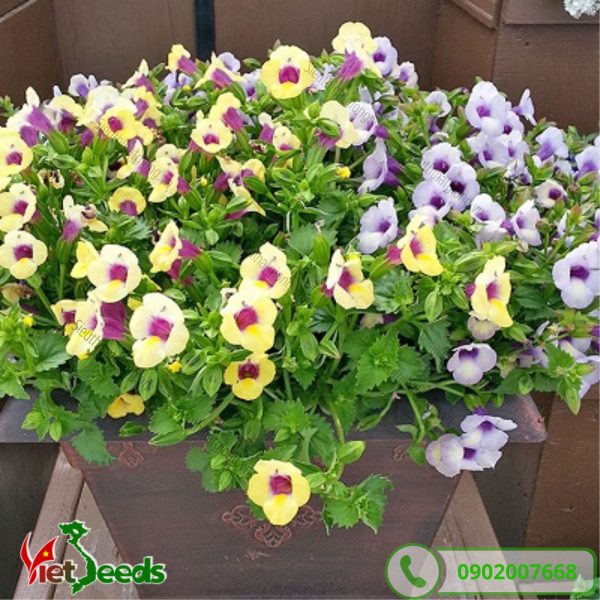 hoa tô liên có nhiều màu sắc khác nhau