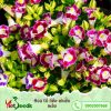 hạt giống hoa tô liên nhiều màu