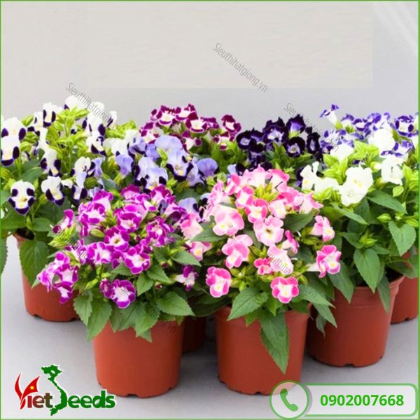 hoa tô liên trồng trong chậu nhỏ