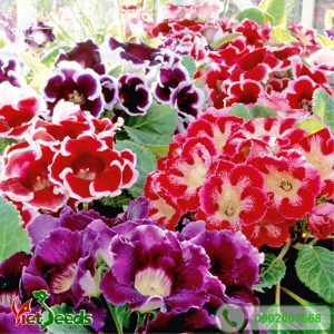 hoa tử la lan có nhiều màu sắc