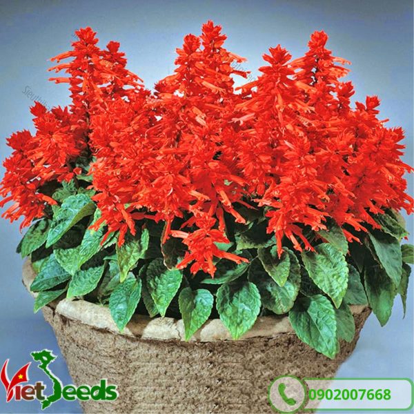 Hoa xác pháo đỏ