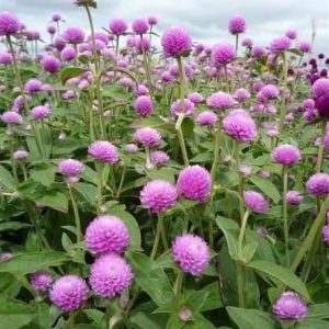 Hạt giống hoa Cúc Bách Nhật tím, hồng, cam, trắng Gomphrena. Gói 100 hạt F1 (ghi chú màu cho shop)