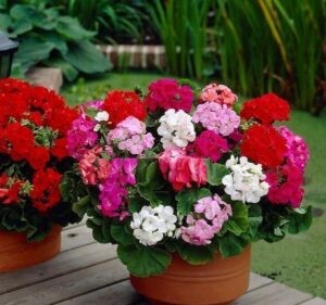 Hạt Giống Hoa Phong Lữ MAVERICK F1 Mix. Gói 100 Hạt F1 Mix Màu