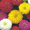 Hạt giống hoa Zinnia Preciosa F1 Mix màu. Gói 100 hạt. Cúc lá nhám mix màu F1