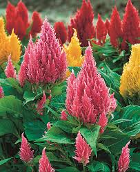 Hạt giống hoa Mào Gà Castle F1 mix màu. Gói 200 hạt F1